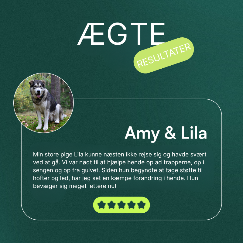 Støtte til leddene - store hunde (over 54 kg)