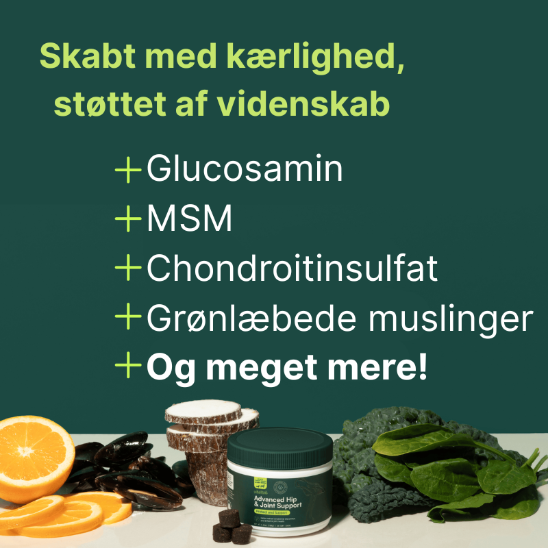 Støtte til leddene - store hunde (over 54 kg)